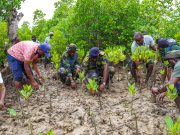 Inside Kenya’s growing battle to save mangrove forests