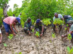 Inside Kenya’s growing battle to save mangrove forests
