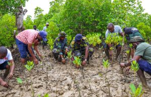 Inside Kenya’s growing battle to save mangrove forests