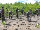 Defending Coastline: Inside the battle to save Kenya’s mangrove ecosystems