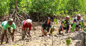 100,000 mangroves planted in Kwale- communities fighting climate change