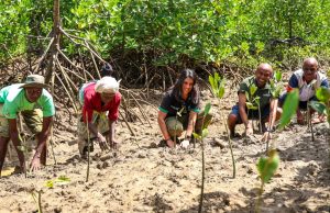 100,000 mangroves planted in Kwale- communities fighting climate change