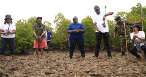Kwale communities eye ecotourism after mangrove restoration