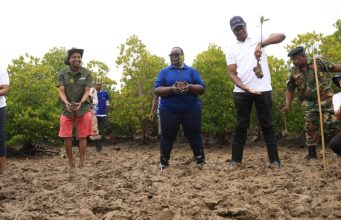 Kwale communities eye ecotourism after mangrove restoration