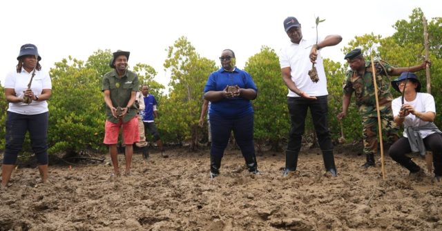 MANGROVE-1