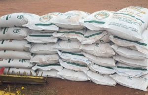 KRA seizes 52.5 tonnes of suspected smuggled sugar in Turkana, Kakamega